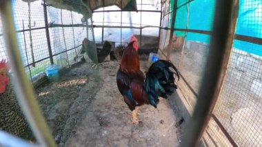 Tavuklar ve tavuklar kümeste. Yakın görüş.