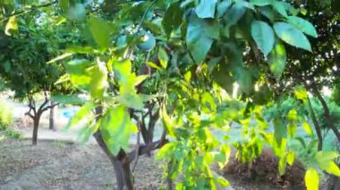 Ağaçların ve çiçeklerin bahçesinde günbatımı ışınlar