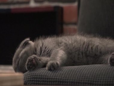 Evdeki sevimli İskoç kedi yavrusu gizli kamera görüntüleri.