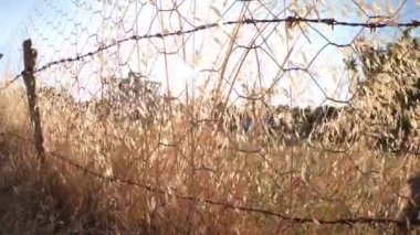 Dikenli tellerin yanında büyüyen sarı tanecikler gün batımının altında rüzgarla hareket ediyor