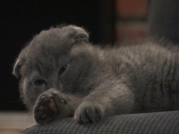 Mignon chaton écossais pli dans la maison des images franches — Video