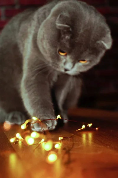 可爱的苏格兰折叠猫玩着圣诞装饰灯打闹着形象 — 图库照片