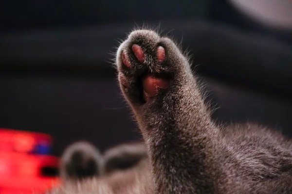 Kattenzwaaiende Poot Van Dichtbij Bekijken — Stockfoto