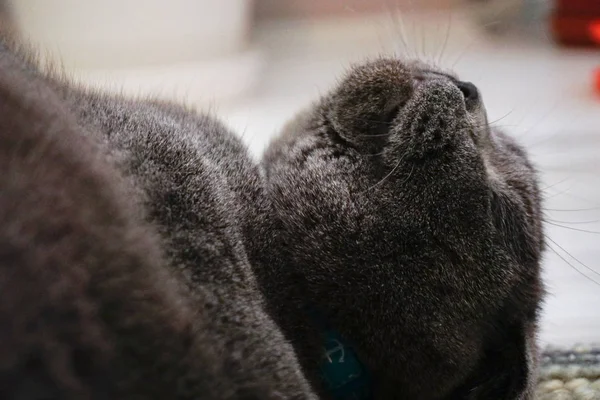 可爱的苏格兰折叠猫 琥珀色的眼睛看着相机 — 图库照片