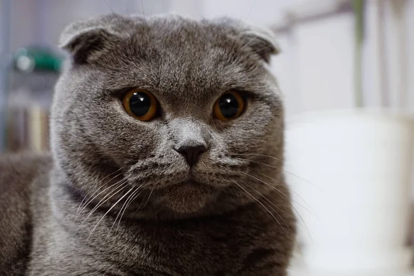 Bonito Escocês Dobra Gato Com Âmbar Olhos Olhando Para Câmera — Fotografia de Stock