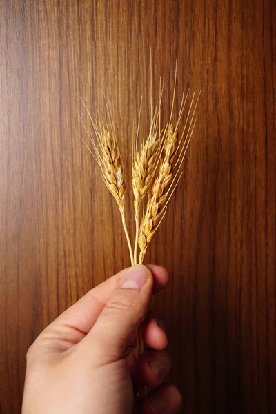 Пшениця Руці Людини Дерев Яному Фоні — стокове фото