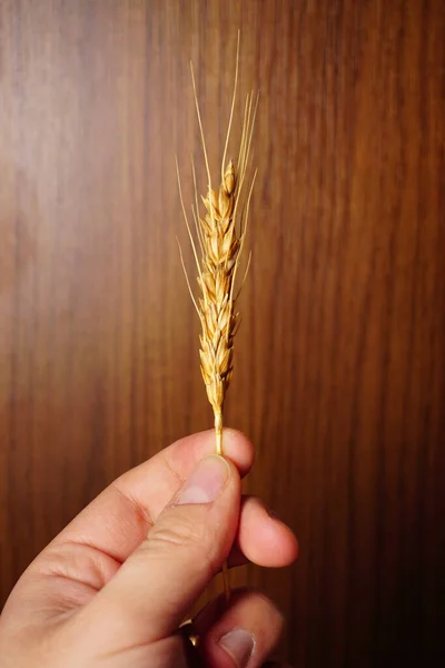 Пшениця Руці Людини Дерев Яному Фоні — стокове фото