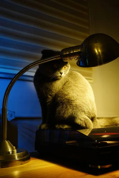 Bonito Escocês Dobra Puro Gato Casa Imagem Sincero — Fotografia de Stock