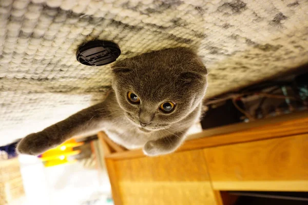 Bonito Escocês Dobra Puro Gato Casa Imagem Sincero — Fotografia de Stock