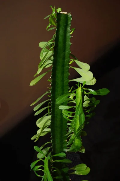 Trigona Saftig Närbild — Stockfoto