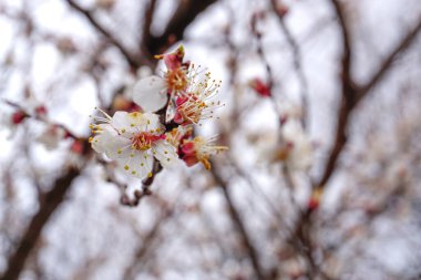 Bahar çiçekleri ağaçta çiçek açar.