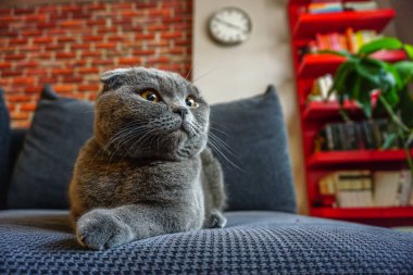 Şirin İskoç katlı kedi portresi. Kameraya yakından bak.