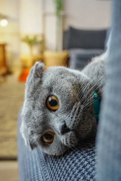 Niedliche Schottische Falte Katze Porträt Nahaufnahme Blick Auf Kamera — Stockfoto