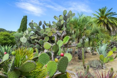 Kaktüs Bahçe Lloret de Mar, Costa Brava, Katalonya, İspanya