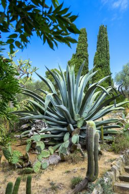 Kaktüs Bahçe Lloret de Mar, Costa Brava, Katalonya, İspanya