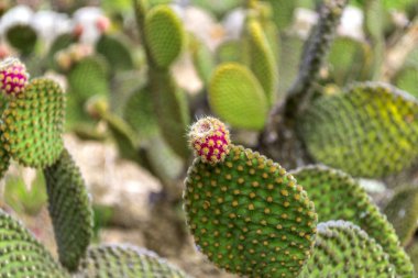 Kaktüs Bahçe Lloret de Mar, Costa Brava, Katalonya, İspanya