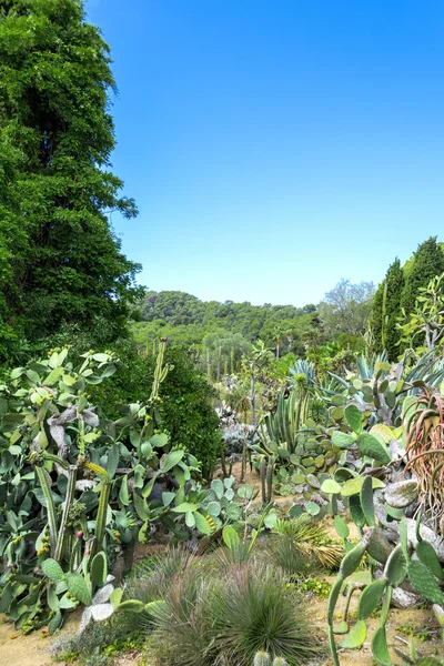 Ogród kaktusów w Lloret de mar, Costa Brava, Katalonia, Hiszpania — Zdjęcie stockowe