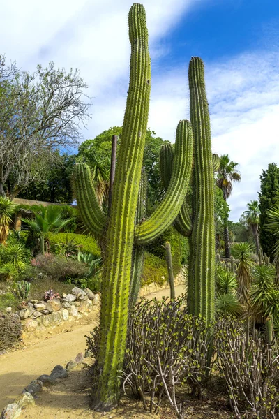 Jardim de cactos no Lloret de mar, Costa Brava, Catalunha, Espanha — Fotografia de Stock