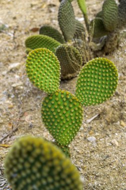 Kaktüs Bahçe Lloret de Mar, Costa Brava, Katalonya, İspanya