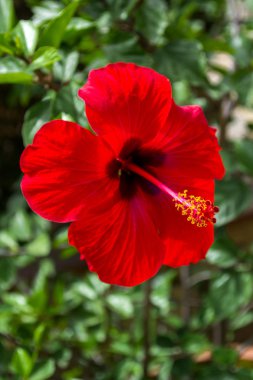 Kaktüs Bahçe Lloret de Mar, Costa Brava, Katalonya, İspanya