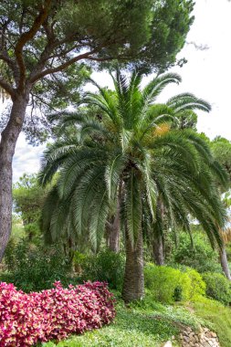 Kaktüs Bahçe Lloret de Mar, Costa Brava, Katalonya, İspanya