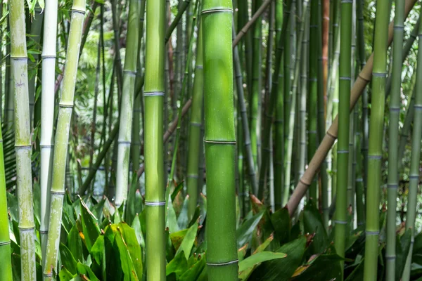 Bambu ormanı arka plan. — Stok fotoğraf