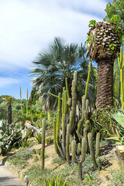 Kaktüs Bahçe Lloret de Mar, Costa Brava, Katalonya, İspanya