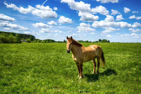 Red horse with long mane — Stock Photo, Image