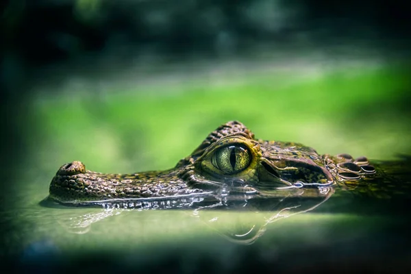 Gros plan de l "œil de crocodile — Photo