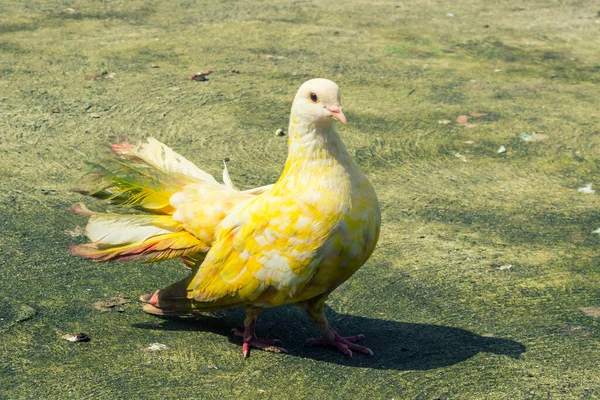 Kolorowe Gołębie Farmie Paradise Park Koh Samui Tajlandia — Zdjęcie stockowe