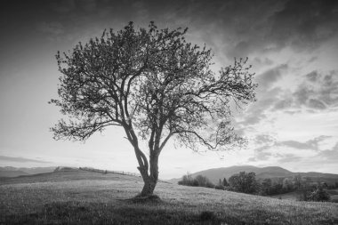 Yalnız bir vadi. Tek renkli renkler