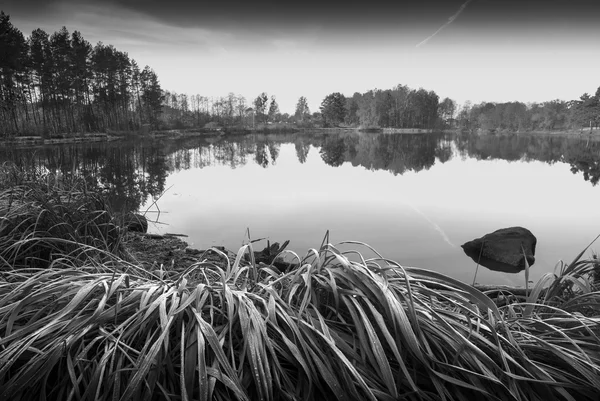 Autumn forest on the lake. Monochrome colors — Stock Photo, Image