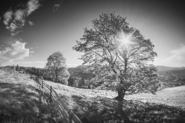 Siyah Tisa'nın vadi. Tek renkli renkler