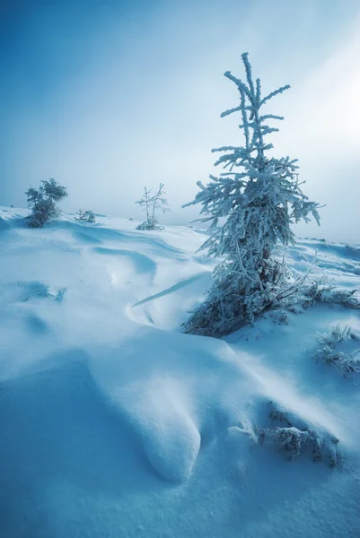 Detay frost ile kaplı çam ağaçları — Stok fotoğraf