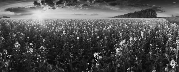 Puesta de sol en un campo de canola. Colores monocromos —  Fotos de Stock