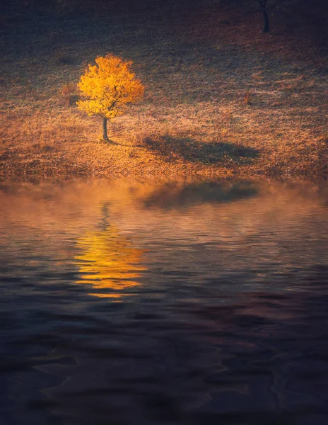 Одиноко желтое дерево на берегу озера — стоковое фото