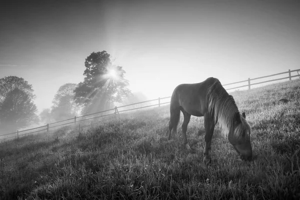 Desayuno temprano. Blanco y negro — Foto de Stock