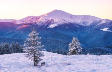 Taze karla kaplı çam ağaçları