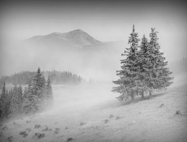 Luz del amanecer. Blanco y negro —  Fotos de Stock