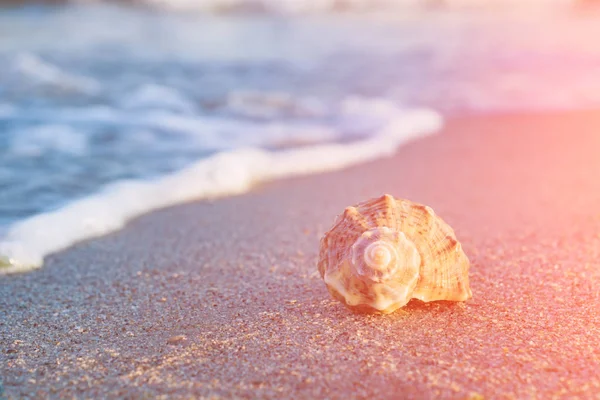 Concha en una playa a la luz del sol — Foto de Stock