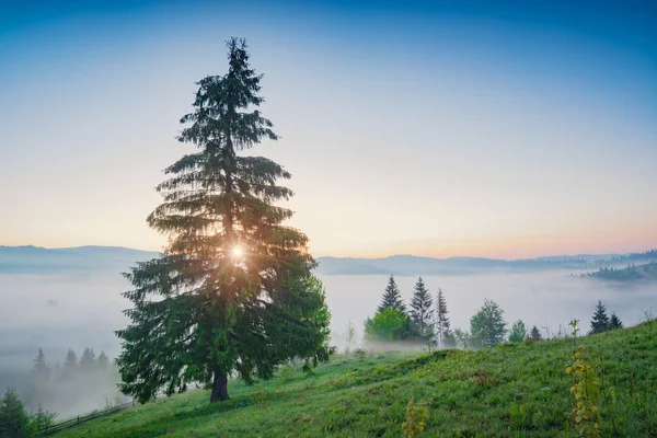 안개로 덮여 언덕에 외로운 전나무 트리 — 스톡 사진