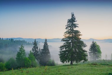 Bir tepe üzerinde yalnız Ladin ağacı