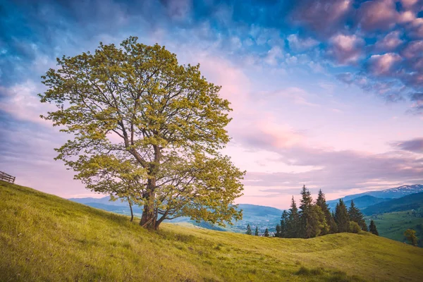 녹색 풀밭에 외로운 떡갈나무 — 스톡 사진