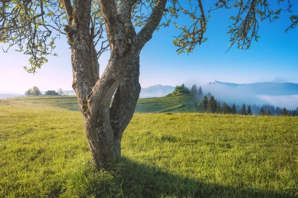 Mattina in una valle di primavera — Foto Stock