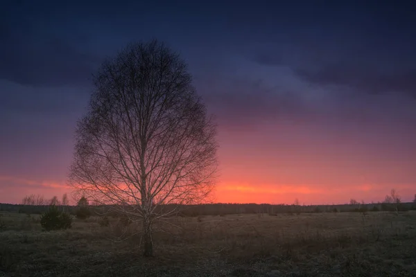 Einsamer Baum vor buntem Sonnenuntergangshimmel — Stockfoto