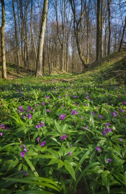Bir vahşi bahar ormandaki birçok mor çiçekler