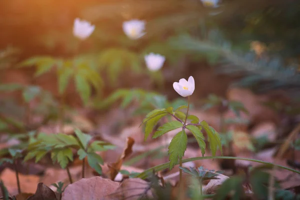 Anemona květiny v lese na jaře — Stock fotografie