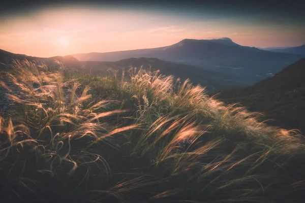 Перьевая трава на ветру в горной долине. Стилизатор Instagram — стоковое фото