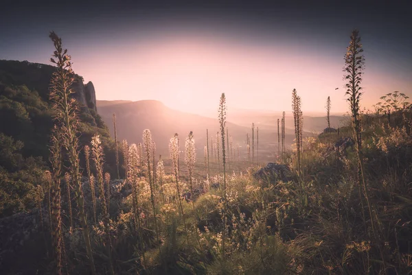 Valley with beautiful flowers on a hill. Instagram stylization — Stock Photo, Image