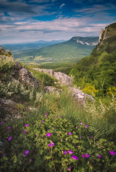 Belles fleurs colorées sur une colline dans les montagnes de Crimée — Photo
